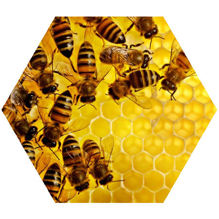 Beeswax Wholesale